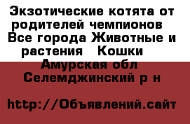  Экзотические котята от родителей чемпионов - Все города Животные и растения » Кошки   . Амурская обл.,Селемджинский р-н